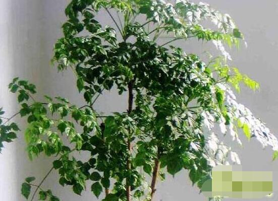 幸福樹水生根技巧,做好四點步驟即可水培爆盆