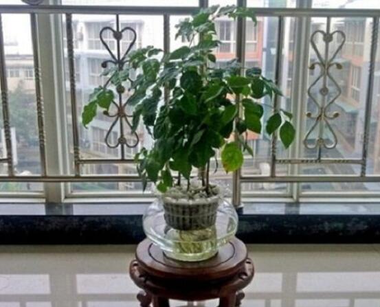 幸福樹水生根技巧,做好四點步驟即可水培爆盆