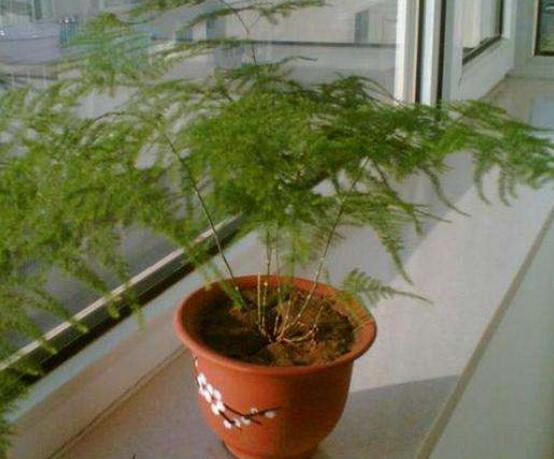 文竹怎么爆盆,老農總結六點養護要點(每點盆盆爆滿)