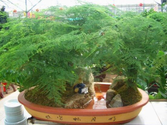 文竹怎么爆盆,老農總結六點養護要點(每點盆盆爆滿)