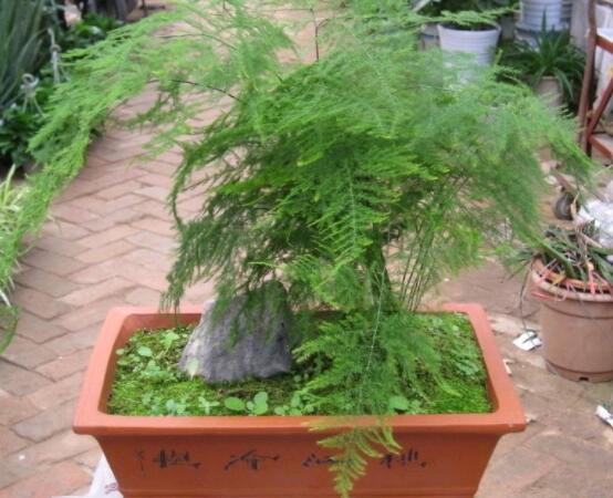 文竹怎么爆盆,老農總結六點養護要點(每點盆盆爆滿)