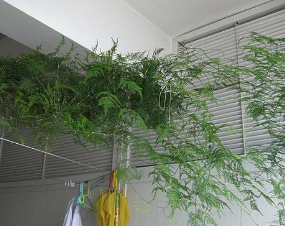 文竹怎么爆盆,老農總結六點養護要點(每點盆盆爆滿)