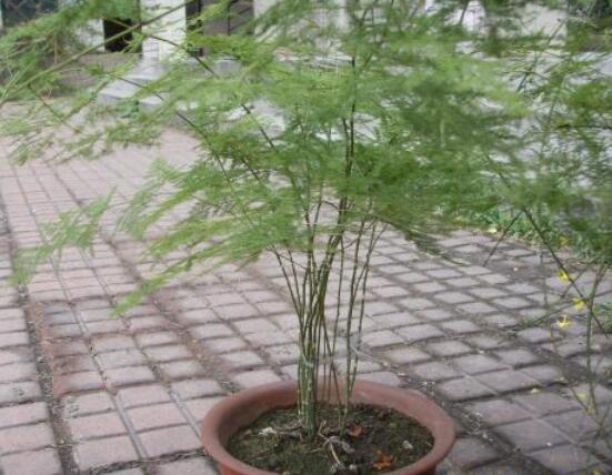 文竹怎么爆盆,老農總結六點養護要點(每點盆盆爆滿)