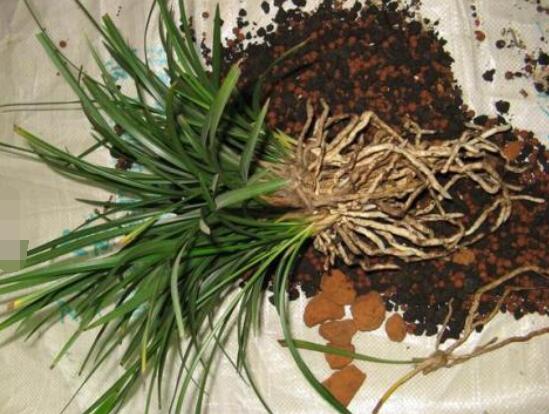 蘭花怎么分盆栽種,擇合適花盆、保持土壤干燥(分盆栽種前后)