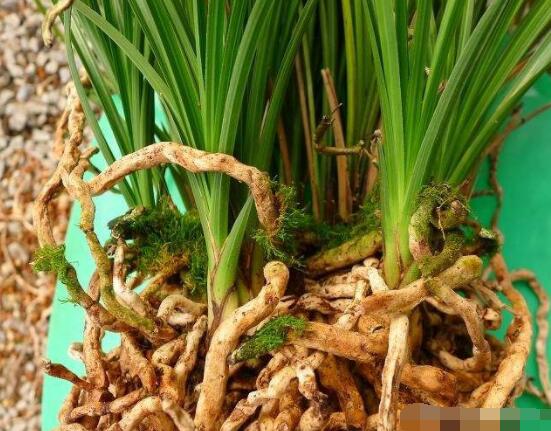 蘭花怎么分盆栽種,擇合適花盆、保持土壤干燥(分盆栽種前后)