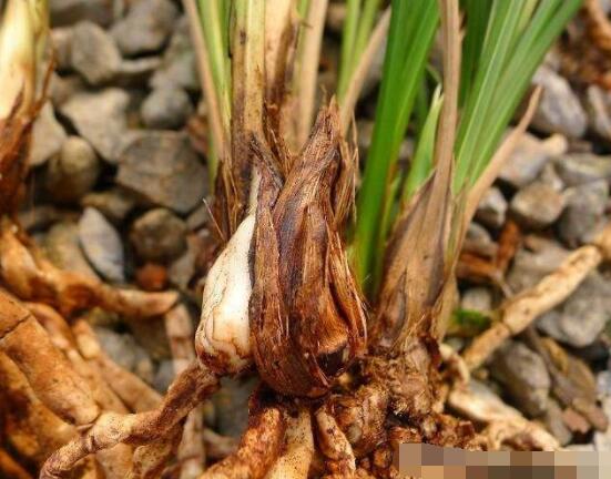 蘭花怎么分盆栽種,擇合適花盆、保持土壤干燥(分盆栽種前后)