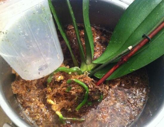 蘭花怎么分盆栽種,擇合適花盆、保持土壤干燥(分盆栽種前后)