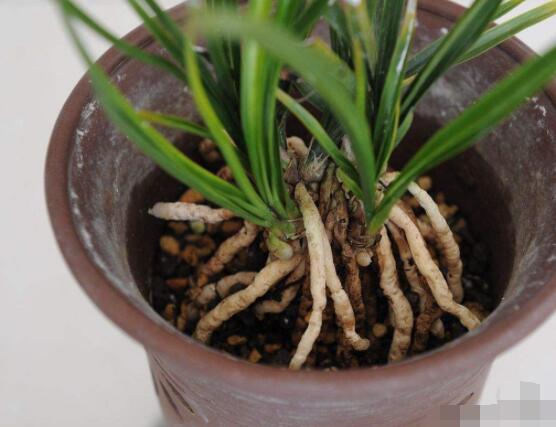蘭花怎么分盆栽種,擇合適花盆、保持土壤干燥(分盆栽種前后)
