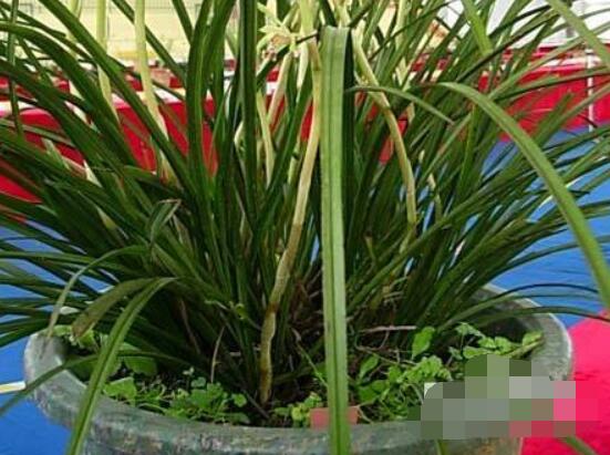 蘭花怎么分盆栽種,擇合適花盆、保持土壤干燥(分盆栽種前后)