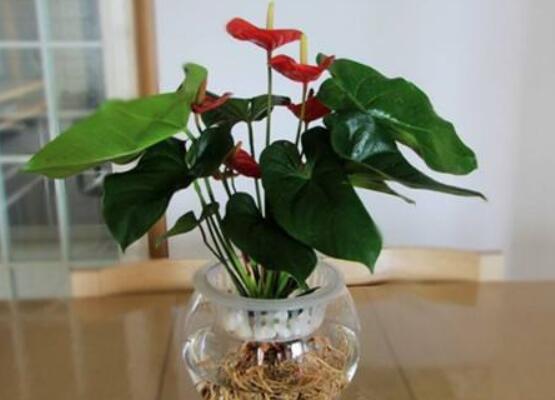 水培紅掌不開花怎么辦,注意好四點就會水培開花到爆