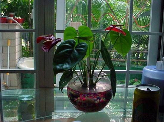 水培紅掌不開花怎么辦,注意好四點就會水培開花到爆