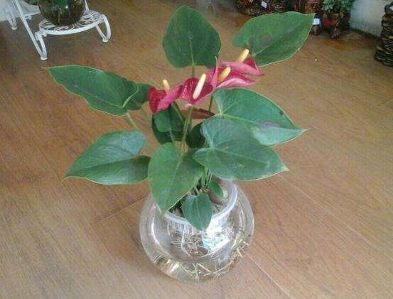 水培紅掌不開花怎么辦,注意好四點就會水培開花到爆