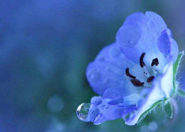 怎么延長蝴蝶蘭的花期,合理的栽種方法最重要