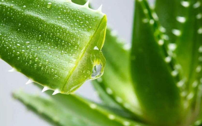 中國蘆薈的功效與作用,護膚養(yǎng)顏又排毒減肥