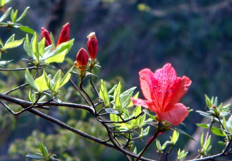 杜鵑花枯萎如何解救,栽種環境和養分以及施肥方法很重要