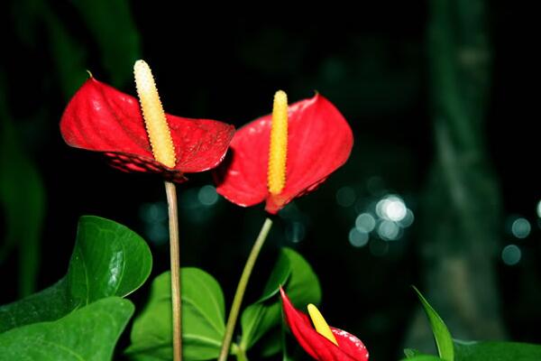 紅掌怎么繁殖,常見有分株、播種、扦插三種繁殖方法