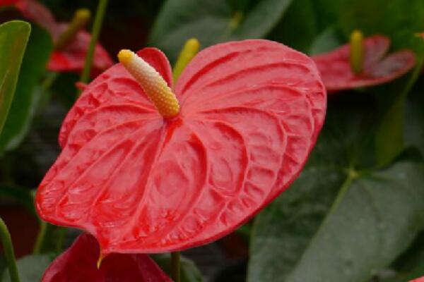 紅掌怎么繁殖,常見有分株、播種、扦插三種繁殖方法