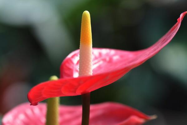 紅掌怎么繁殖,常見有分株、播種、扦插三種繁殖方法