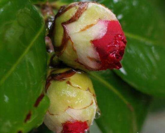 茶花的疏蕾技巧,剪花蕾二分之一為標準(花蕾如黃豆大小)