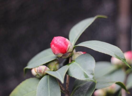 茶花的疏蕾技巧,剪花蕾二分之一為標準(花蕾如黃豆大小)