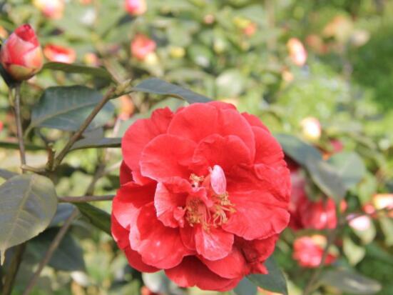 茶花的疏蕾技巧,剪花蕾二分之一為標準(花蕾如黃豆大小)