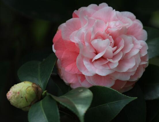 茶花的疏蕾技巧,剪花蕾二分之一為標準(花蕾如黃豆大小)
