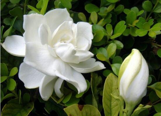 怎么養(yǎng)好梔子花,教你六種最好養(yǎng)的基本技巧