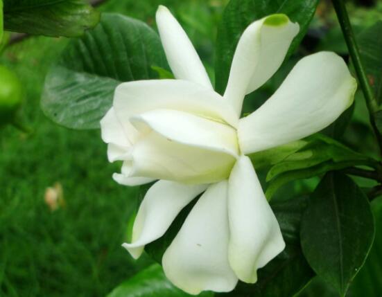 怎么養(yǎng)好梔子花,教你六種最好養(yǎng)的基本技巧