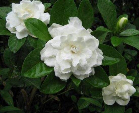 怎么養(yǎng)好梔子花,教你六種最好養(yǎng)的基本技巧