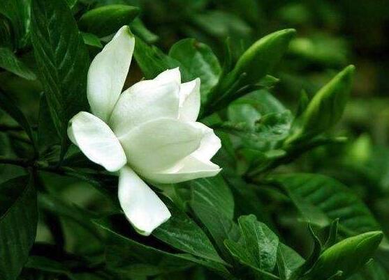 怎么養(yǎng)好梔子花,教你六種最好養(yǎng)的基本技巧