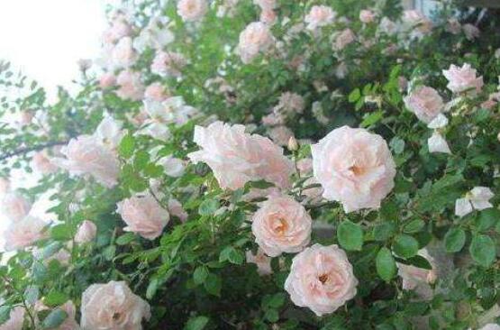 薔薇花種子種植方法,老農總結最簡單實用五種要點