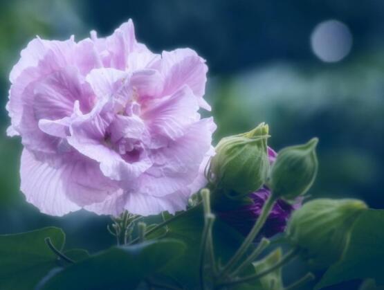 薔薇花種子種植方法,老農總結最簡單實用五種要點