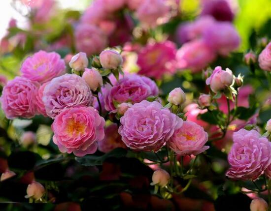 薔薇花種子種植方法,老農總結最簡單實用五種要點