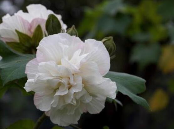 薔薇花種子種植方法,老農總結最簡單實用五種要點