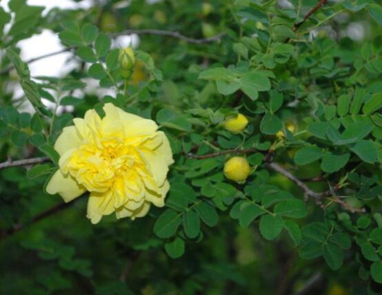 薔薇花種子種植方法,老農總結最簡單實用五種要點