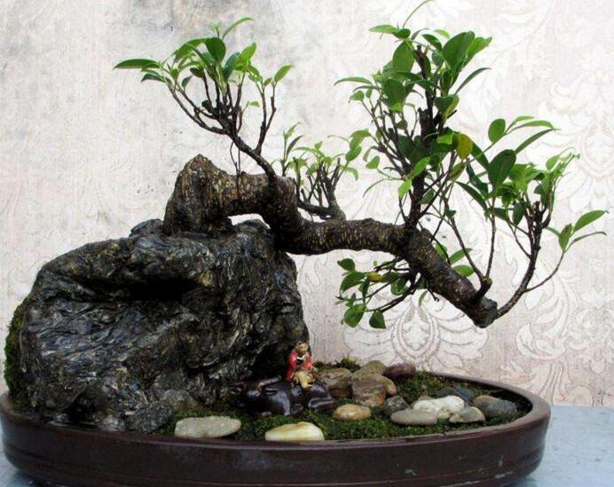 盆栽榕樹冬天怎么養(yǎng),過冬必備的五種方法技巧