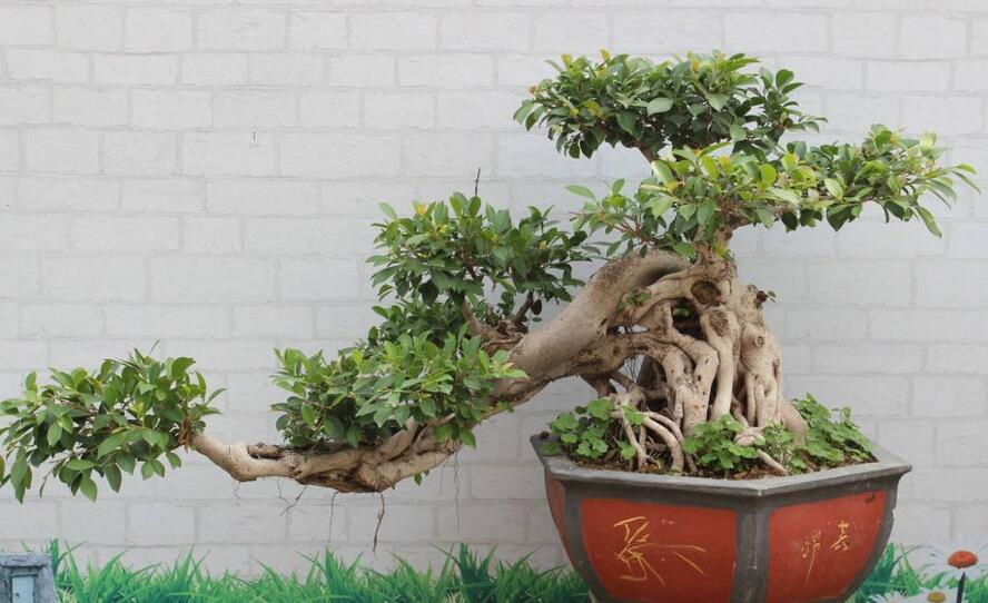 盆栽榕樹冬天怎么養(yǎng),過冬必備的五種方法技巧