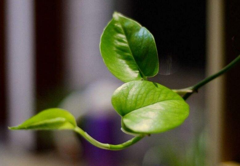 室內(nèi)養(yǎng)殖綠蘿的作用及好處,裝飾環(huán)境又凈化空氣