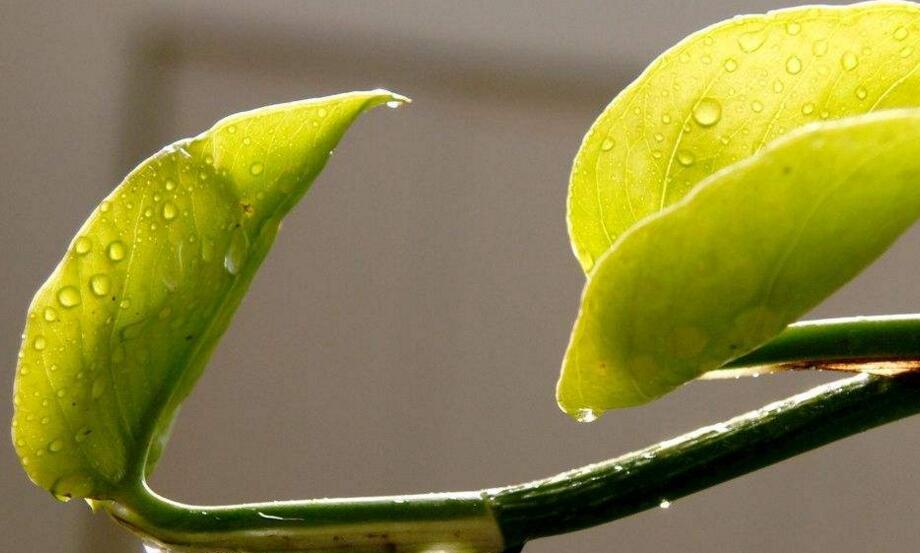 室內(nèi)養(yǎng)殖綠蘿的作用及好處,裝飾環(huán)境又凈化空氣