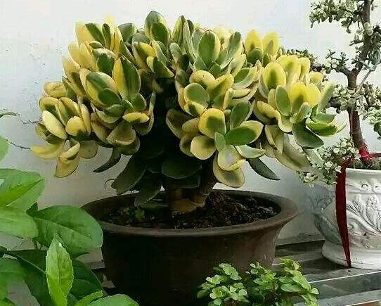 玉樹葉子有沒有毒,葉子沒毒汁液是有毒的