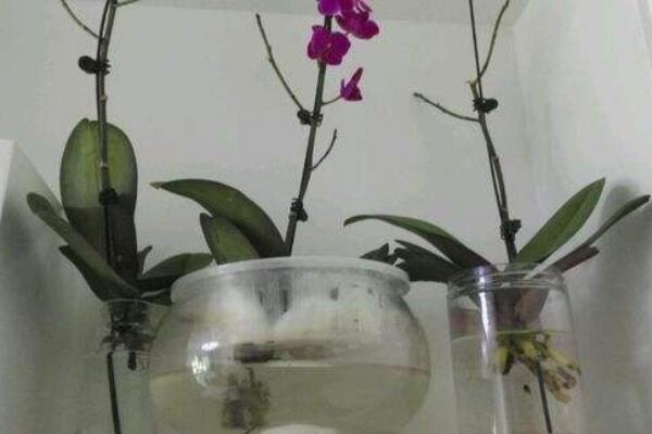 如何水培蝴蝶蘭,水培蝴蝶蘭的四個步驟