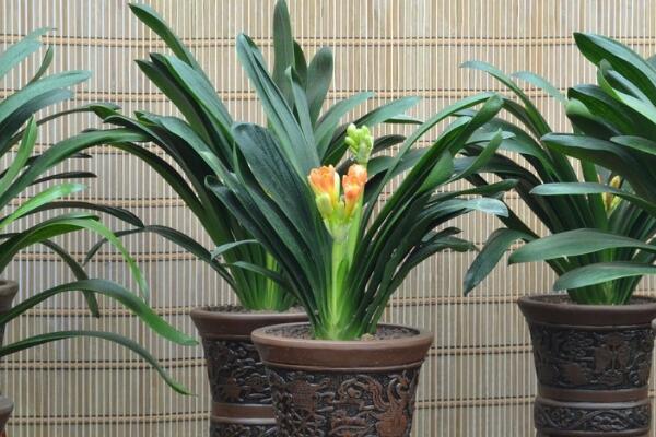 君子蘭開(kāi)花前有什么預(yù)兆，新葉長(zhǎng)出、根部膨脹