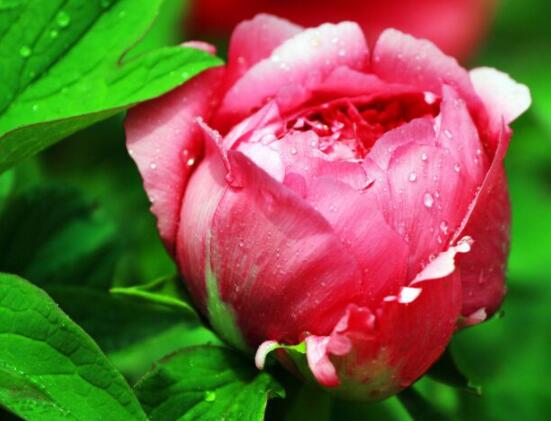 牡丹花花語大全,淡淡的愛、無私的付出(不同顏色不同花語)