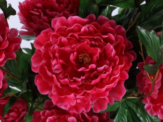 牡丹花花語大全,淡淡的愛、無私的付出(不同顏色不同花語)