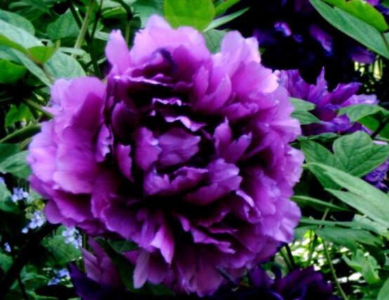牡丹花花語大全,淡淡的愛、無私的付出(不同顏色不同花語)