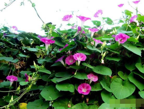 牽牛花的寓意是什么,代表著堅固的愛情、渺茫的戀愛