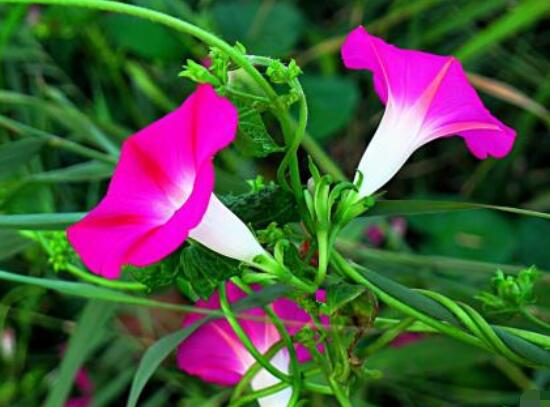 牽牛花的寓意是什么,代表著堅固的愛情、渺茫的戀愛