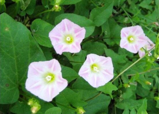 牽牛花的寓意是什么,代表著堅固的愛情、渺茫的戀愛