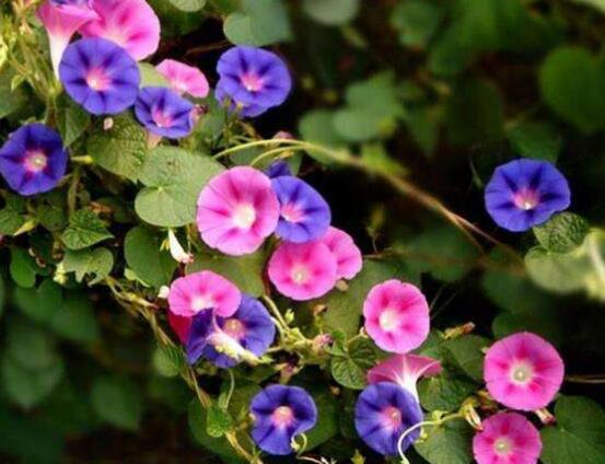牽牛花的寓意是什么,代表著堅固的愛情、渺茫的戀愛