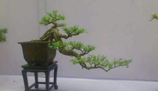 九里香盆景的養殖方法,做好七個基本養殖要點滿盆花香